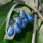 Blue Figs
