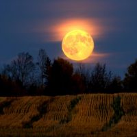 Harvest Werewolf Moon
