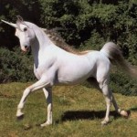 Mystical Unicorn