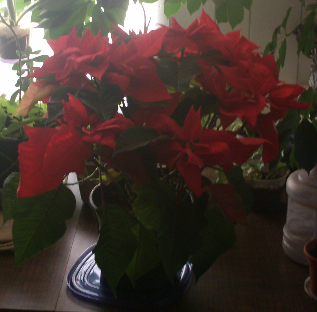 The Christmas Poinsettia