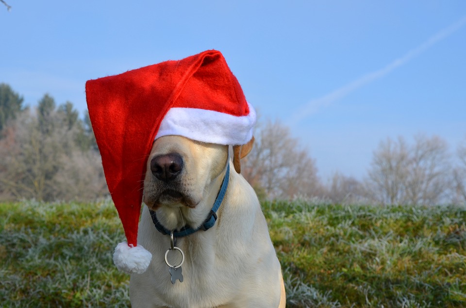 Santa Dog