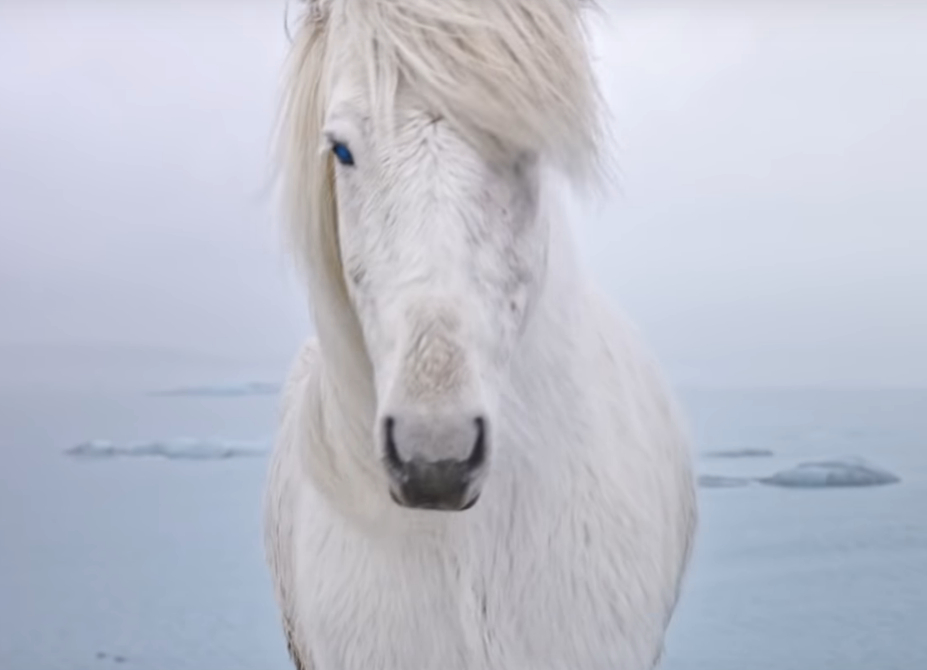 Polar Horsey