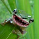 Government & Media Covered Up Killer Meat Eating Frogs