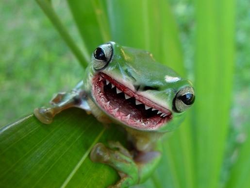 The Deadly Killer Frog Of Hell