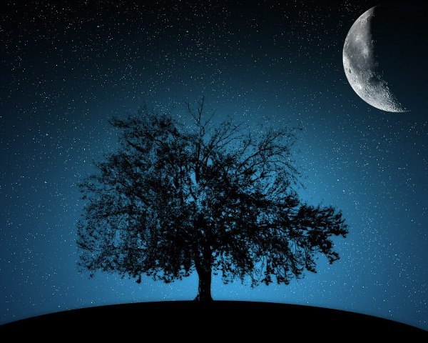 moon-tree