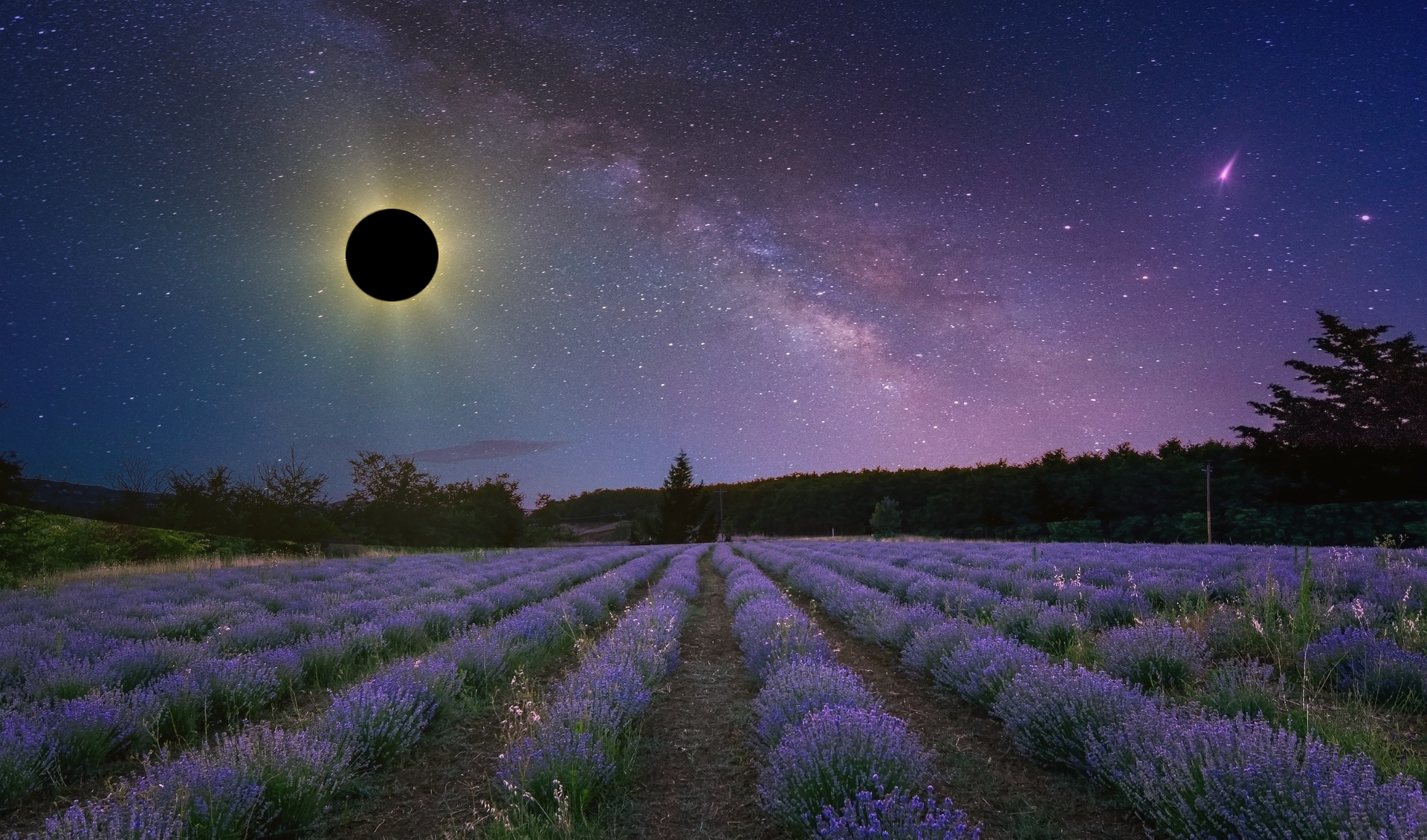 Violet hued skies darkened by the Solar Eclipse reveal the splendor of The Milky Way Galaxy over a field of beautiful blooming Lavender.