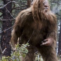 Bigfoot Sasquatch Watch | Paranormal Activity Forecast