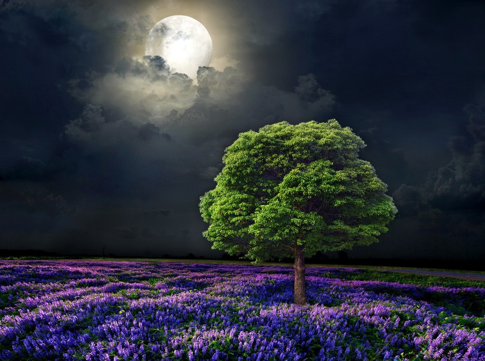 Lavender field flowing with flowers under the May Flower Moon. A lone tree looks over the landscape.