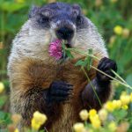 The Supernatural Story Of Groundhog Day