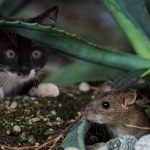 The Myth Of Mice In Rural Homes