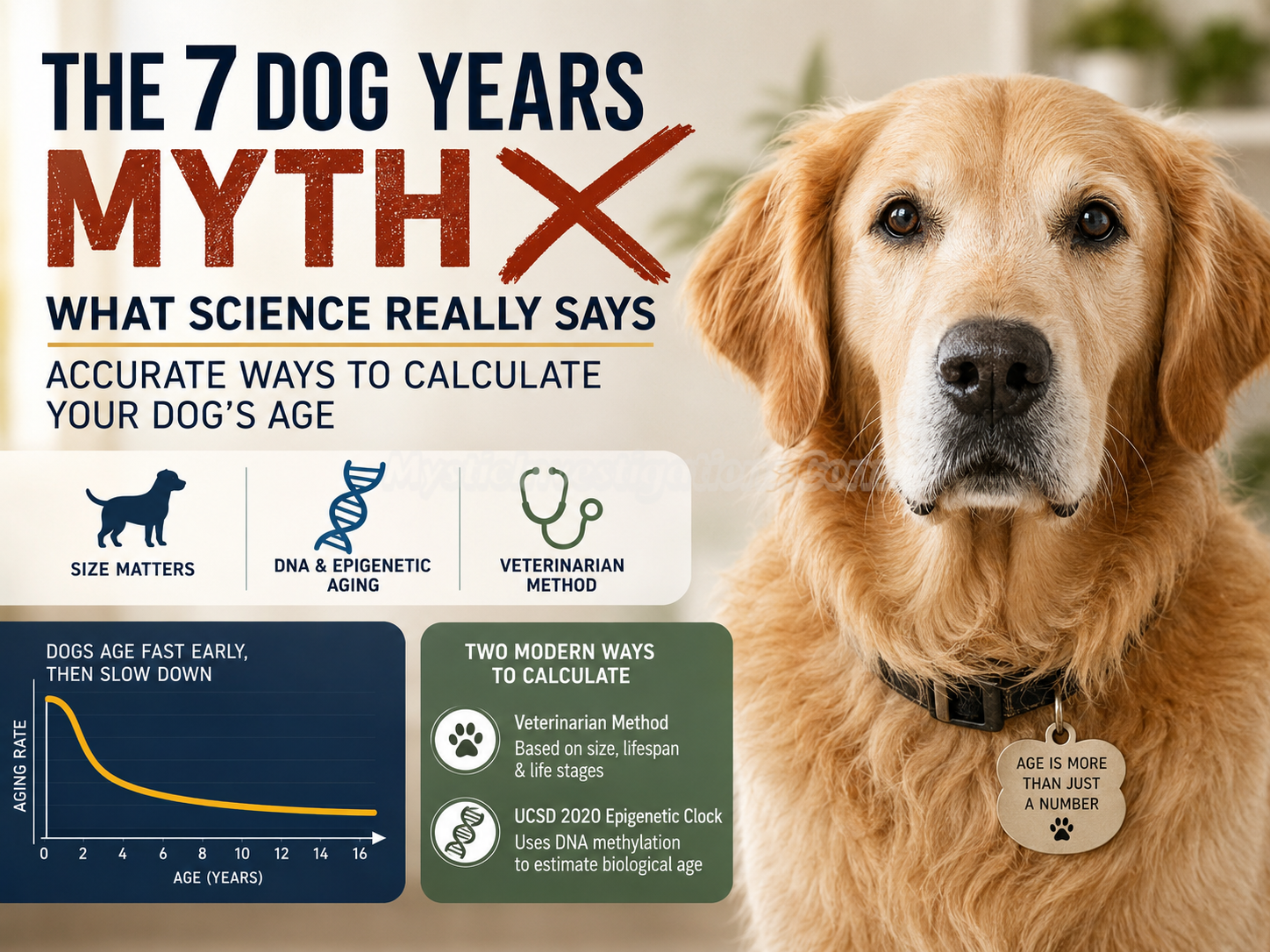 Dog Age In Human Years